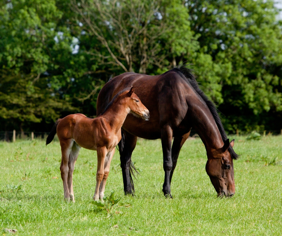 Merrie en veulen samen in een weiland
