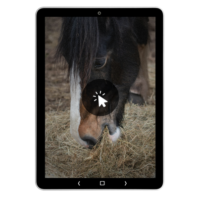 Close-up van paardenneus en mond tijdens grazen