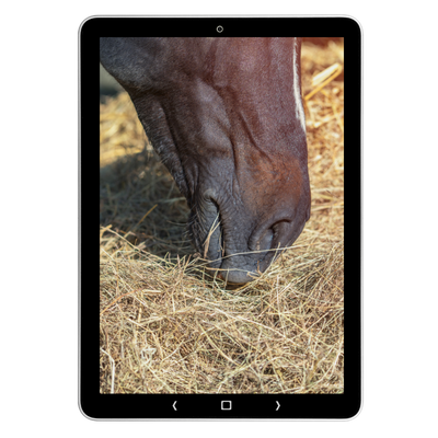 Tablet met close-up van een paard dat hooi eet