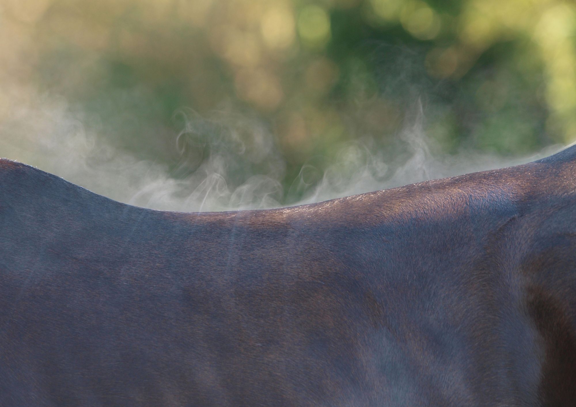 Hittestress paard (4)