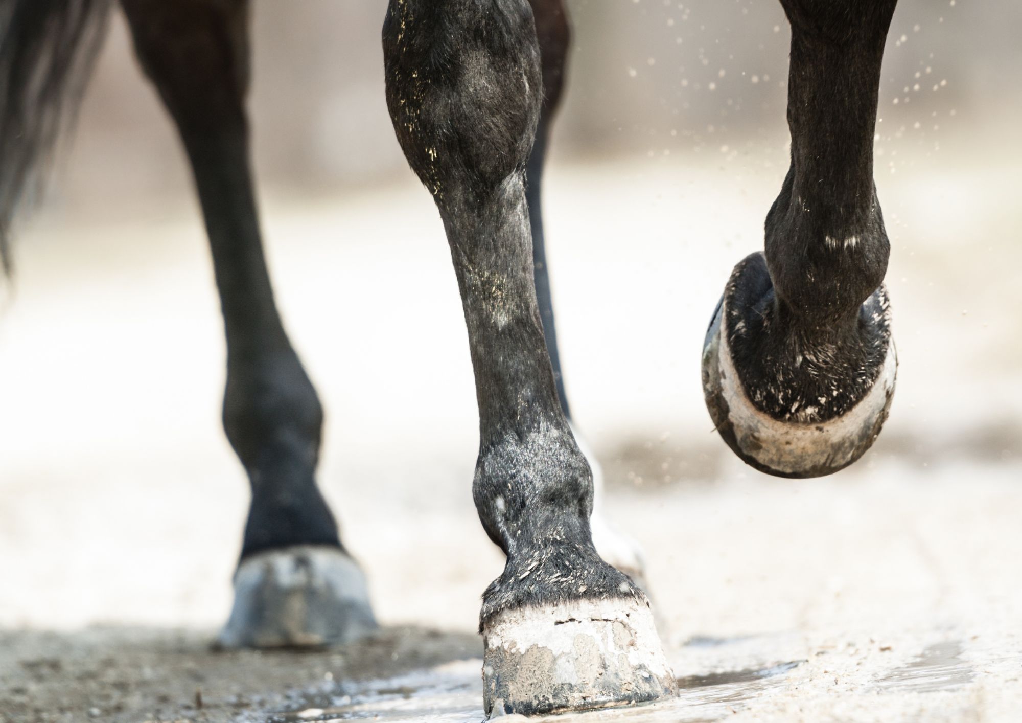 Hoefproblemen bij paarden (5)