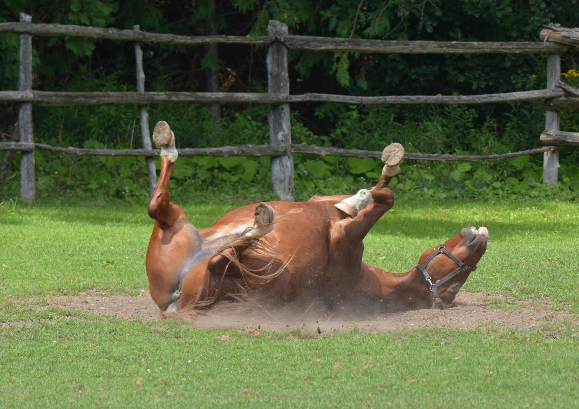 Koliek paard (2) Koliek paard (2)