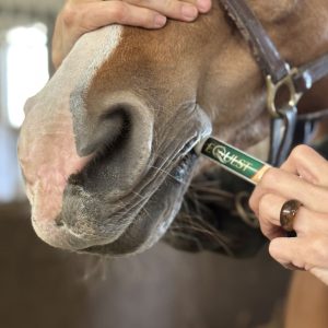 Online cursus ontwormen bij paarden