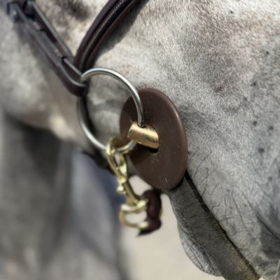Online cursus paardenbitten